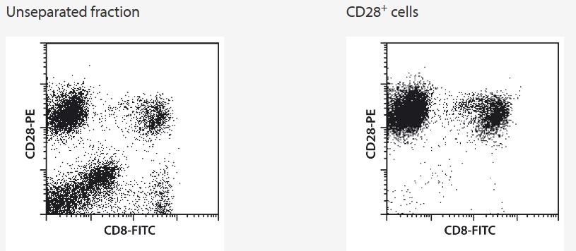 CD28+ cells were fluorescently and magnetically labeled using the CD28 MicroBead Kit. Labeled cells were separated from human PBMCs using an MS Column and a MiniMACS Separator. Cells were additionally stained with CD8-FITC.